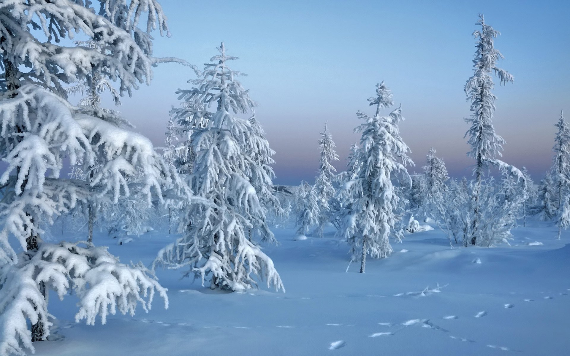 zima śnieg las natura zima drzewa w śniegu