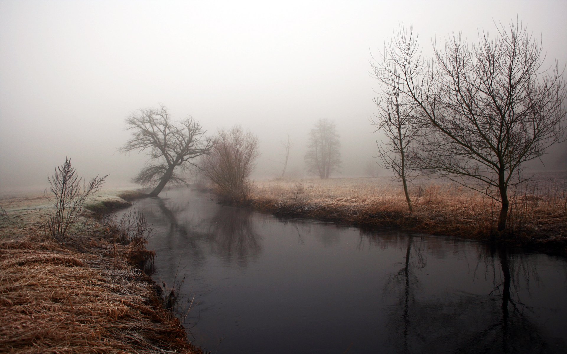 nebbia fiume acqua rive alberi tempo cupo mattino umidità autunno riflessione