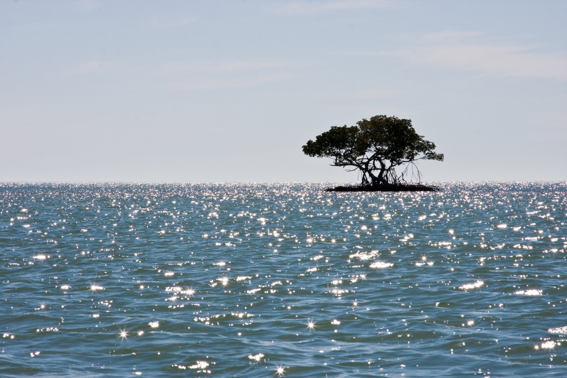 ea island mangrove