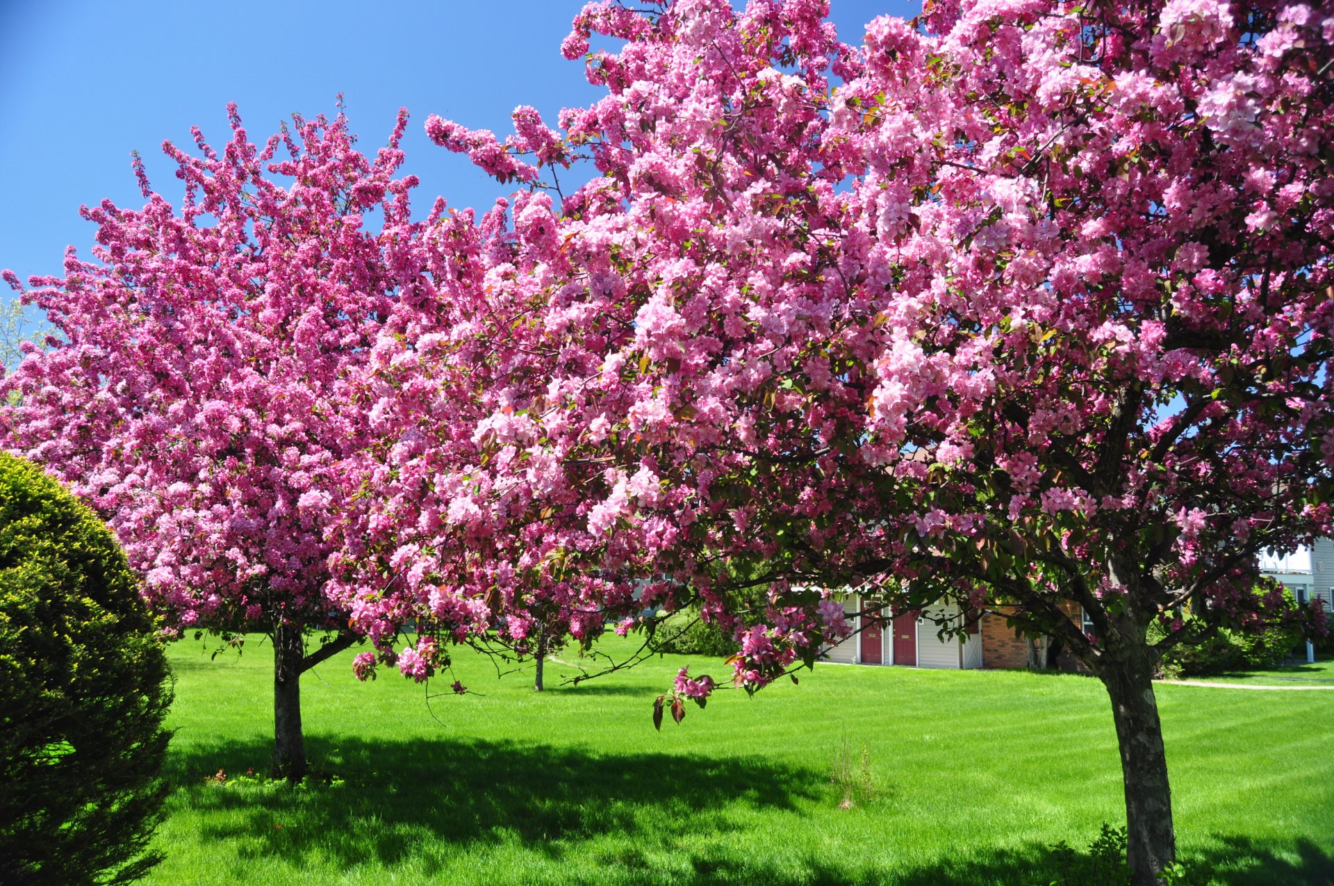 trees blooming blooming blooming in bloom spring flowers nature sky beauty garden