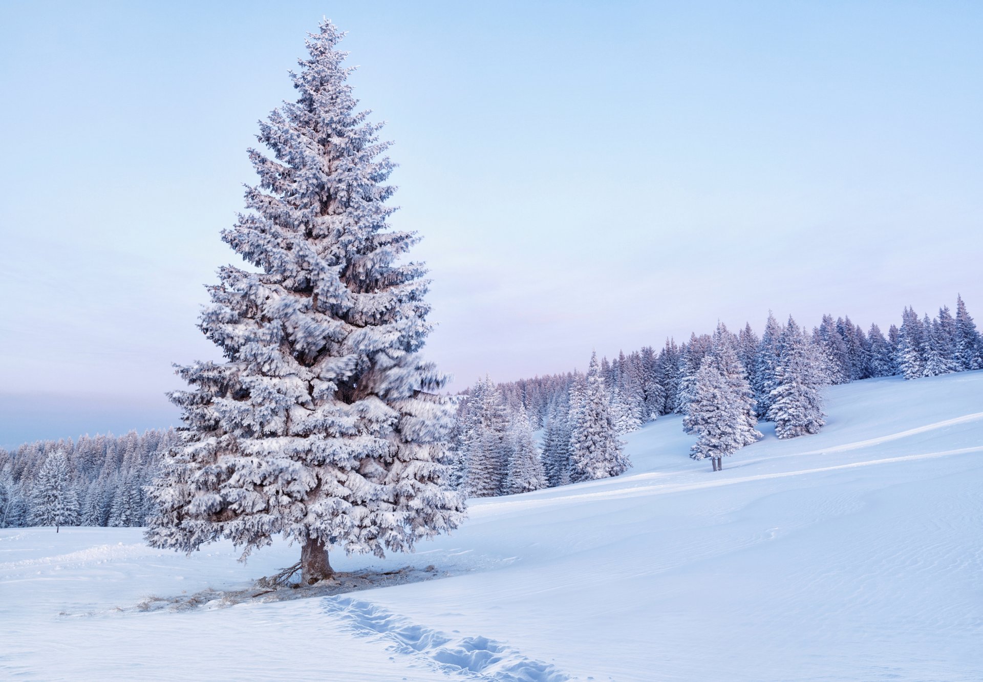 alberi di natale abeti alberi mattina neve impronte natura