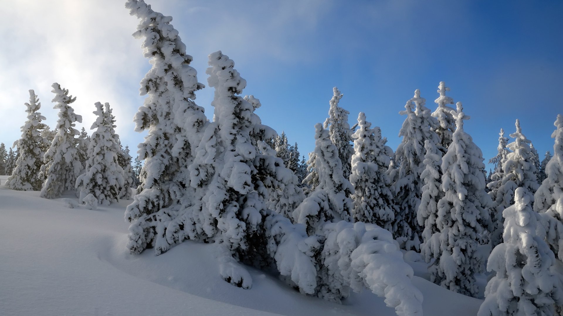 árboles nieve invierno