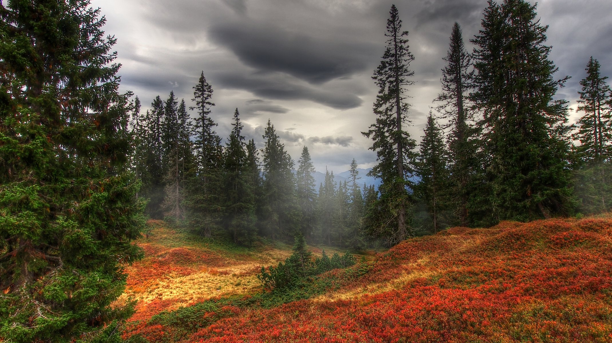 herbst bäume wald nebel