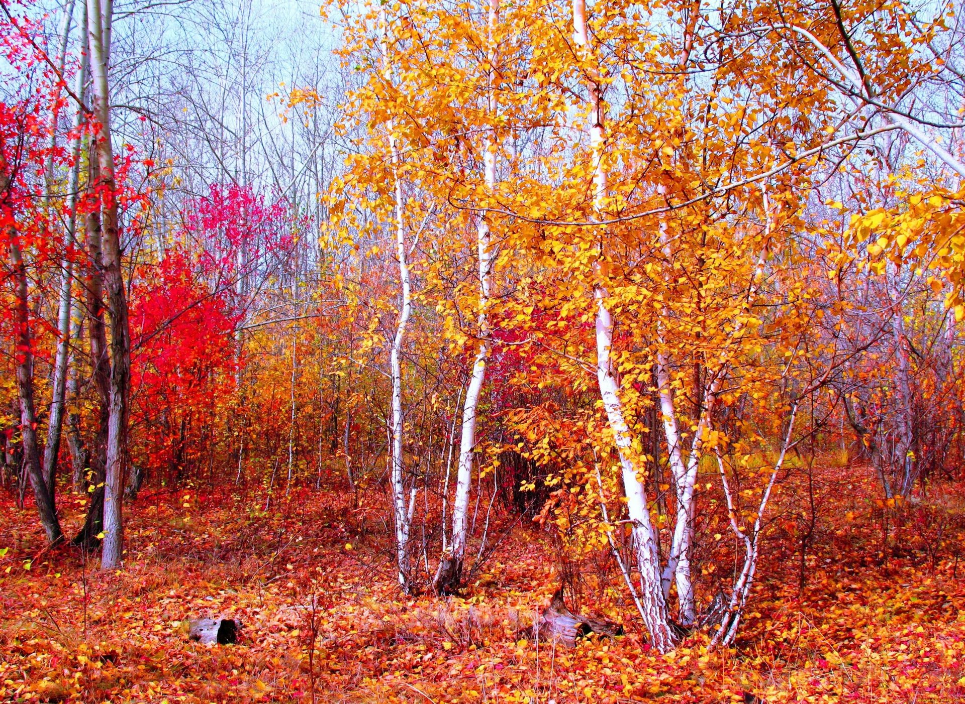 naturaleza paisaje púrpura oro rojo otoño bosque