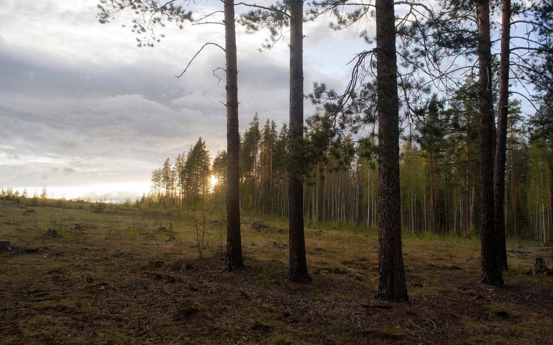 coucher de soleil forêt nature paysage