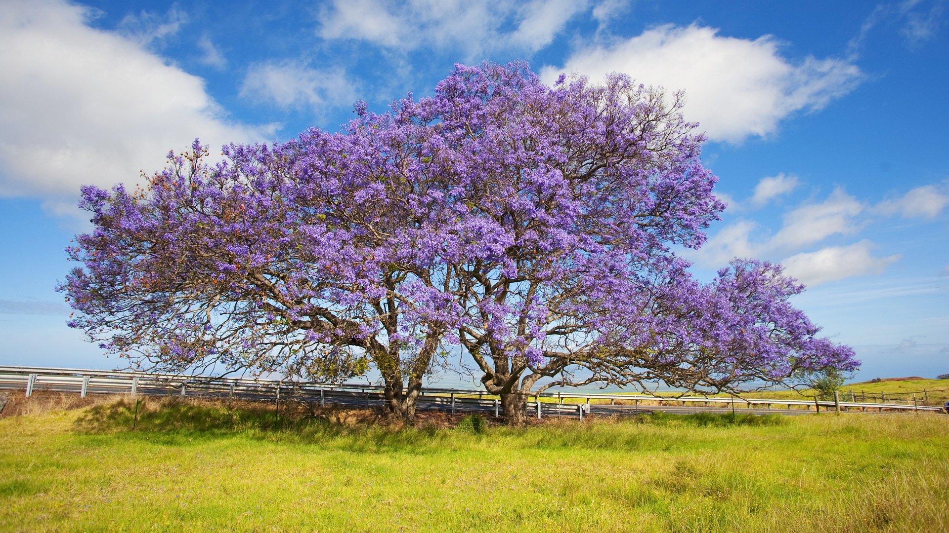 hawaii île de maui arbre jacaranda herbe ciel nuages