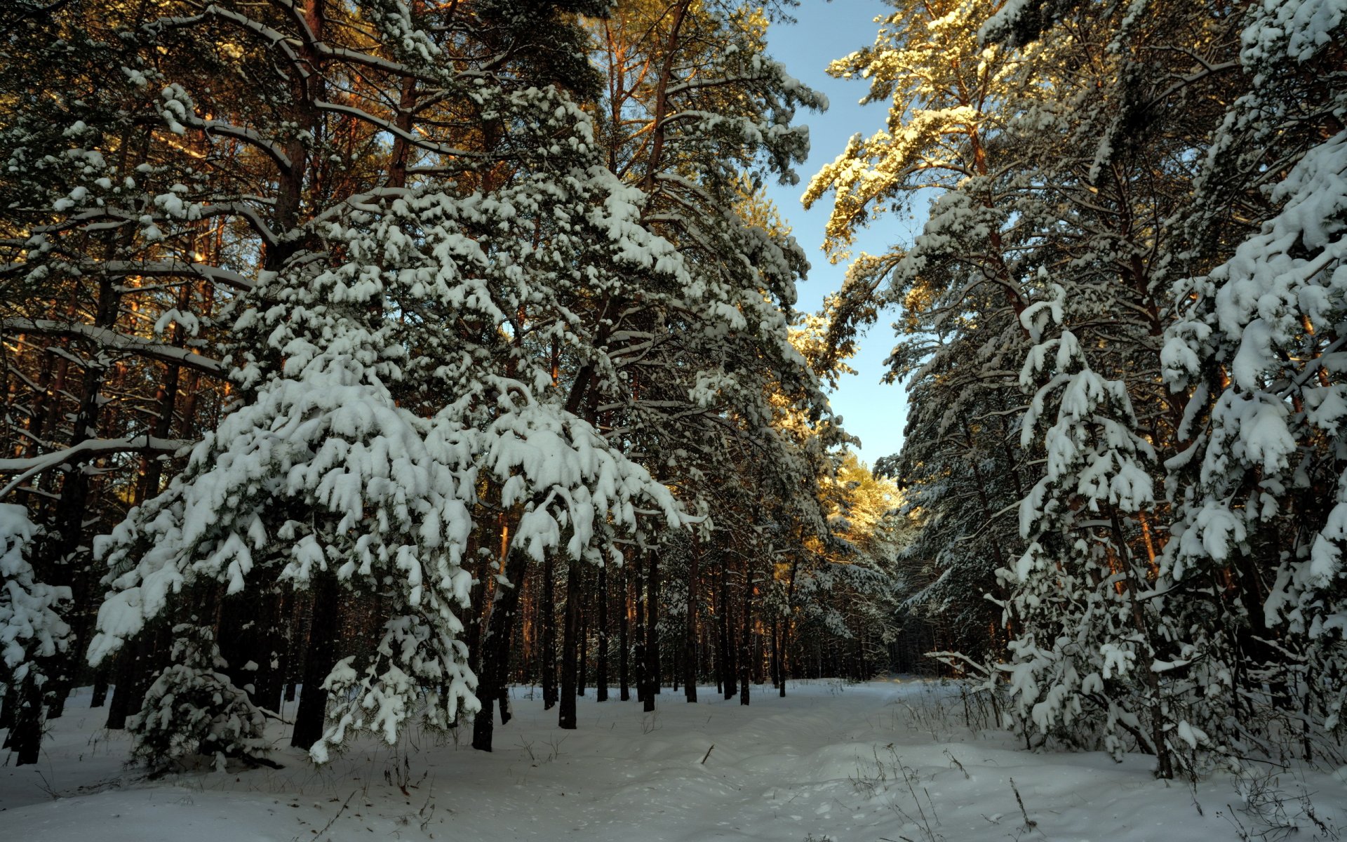 now winter forest landscape