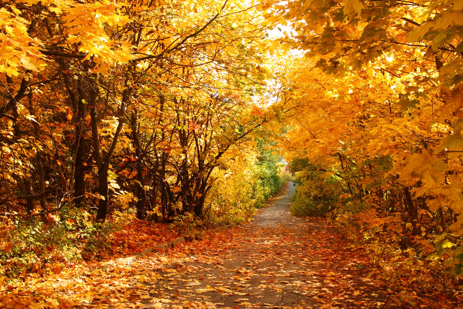 automne feuilles chemin