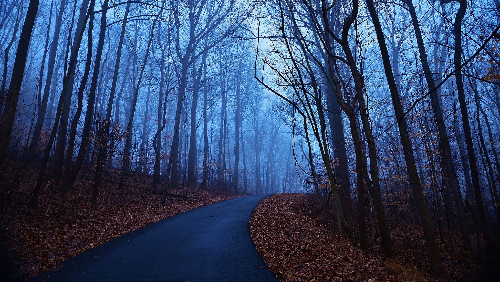 bosque árboles mañana amanecer azul niebla otoño hojas camino