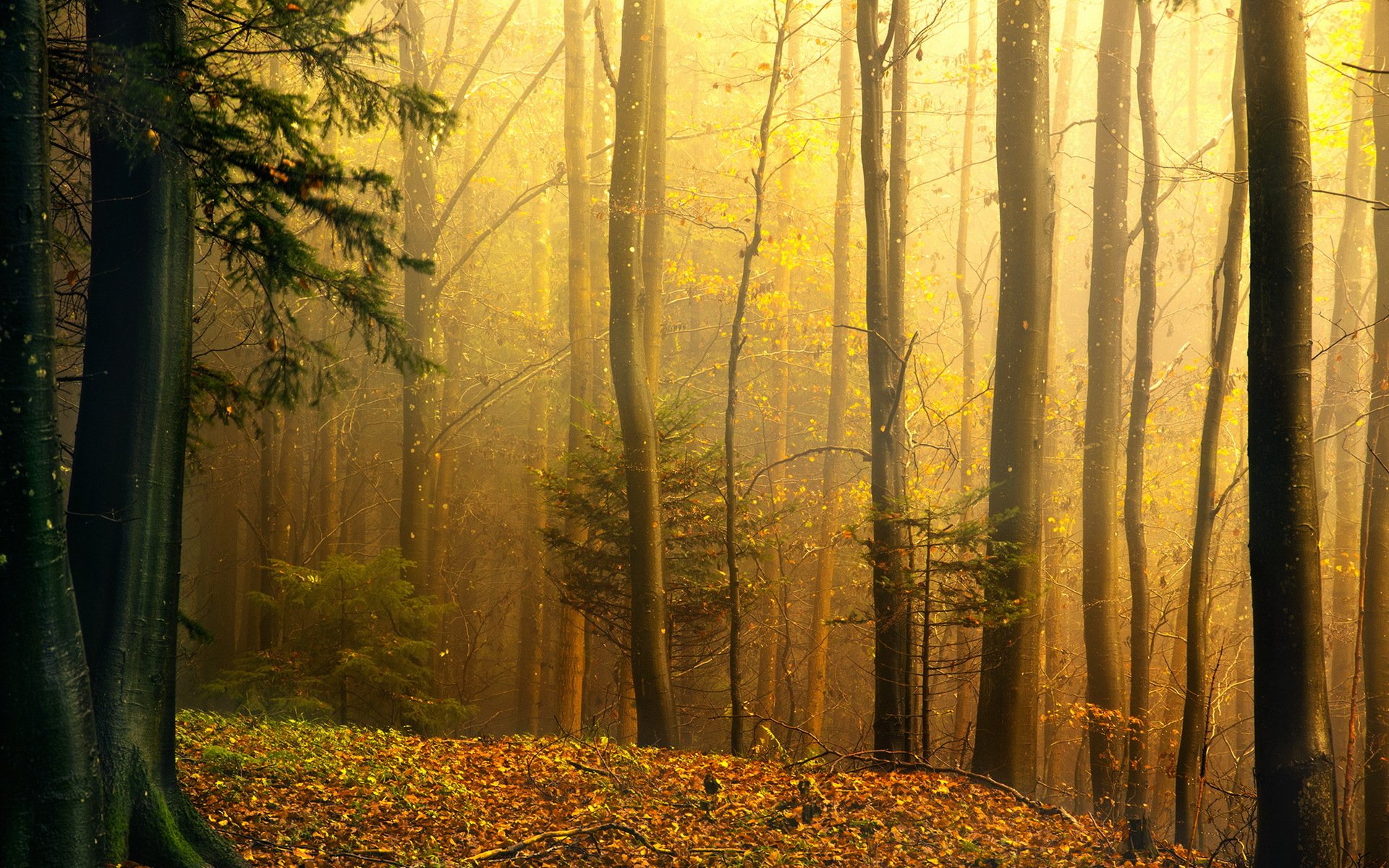 forêt automne nature