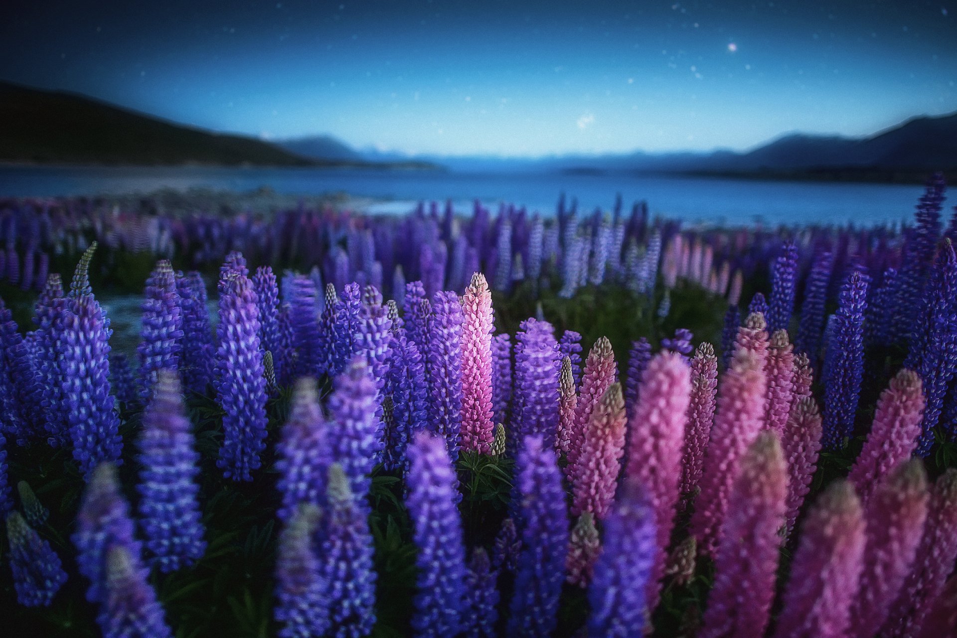 nature new zealand lake night evening flowers lupines field