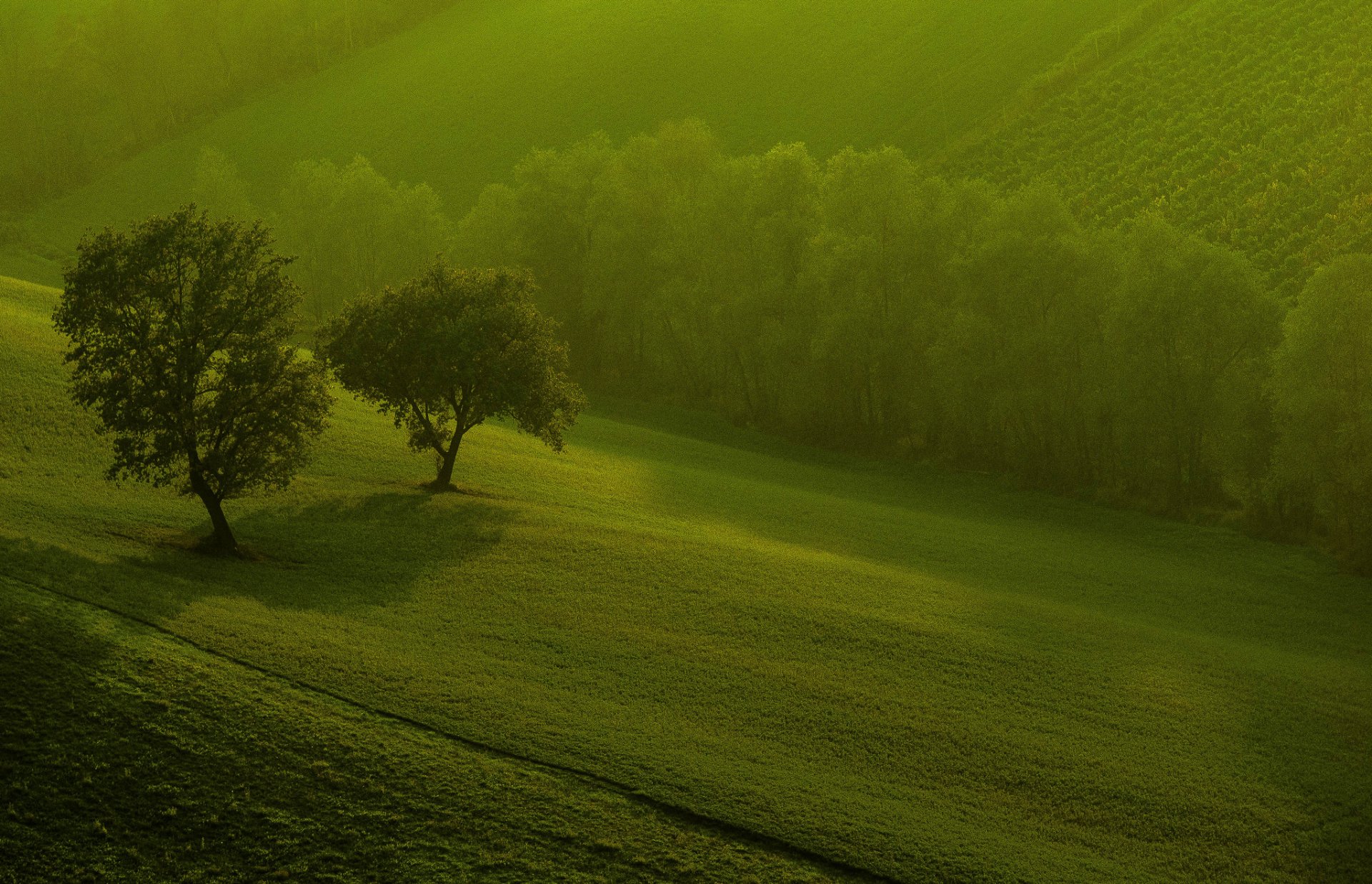 natur felder bäume morgen grüns