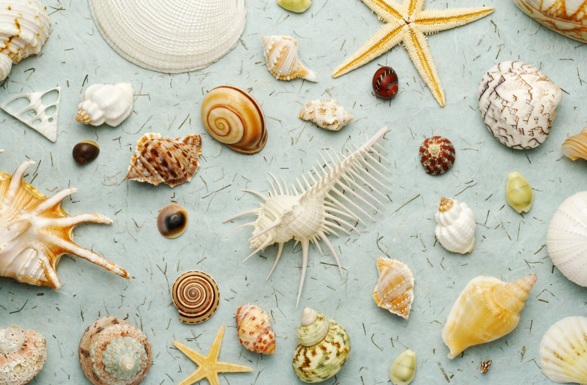 nature sea world shells many diversity