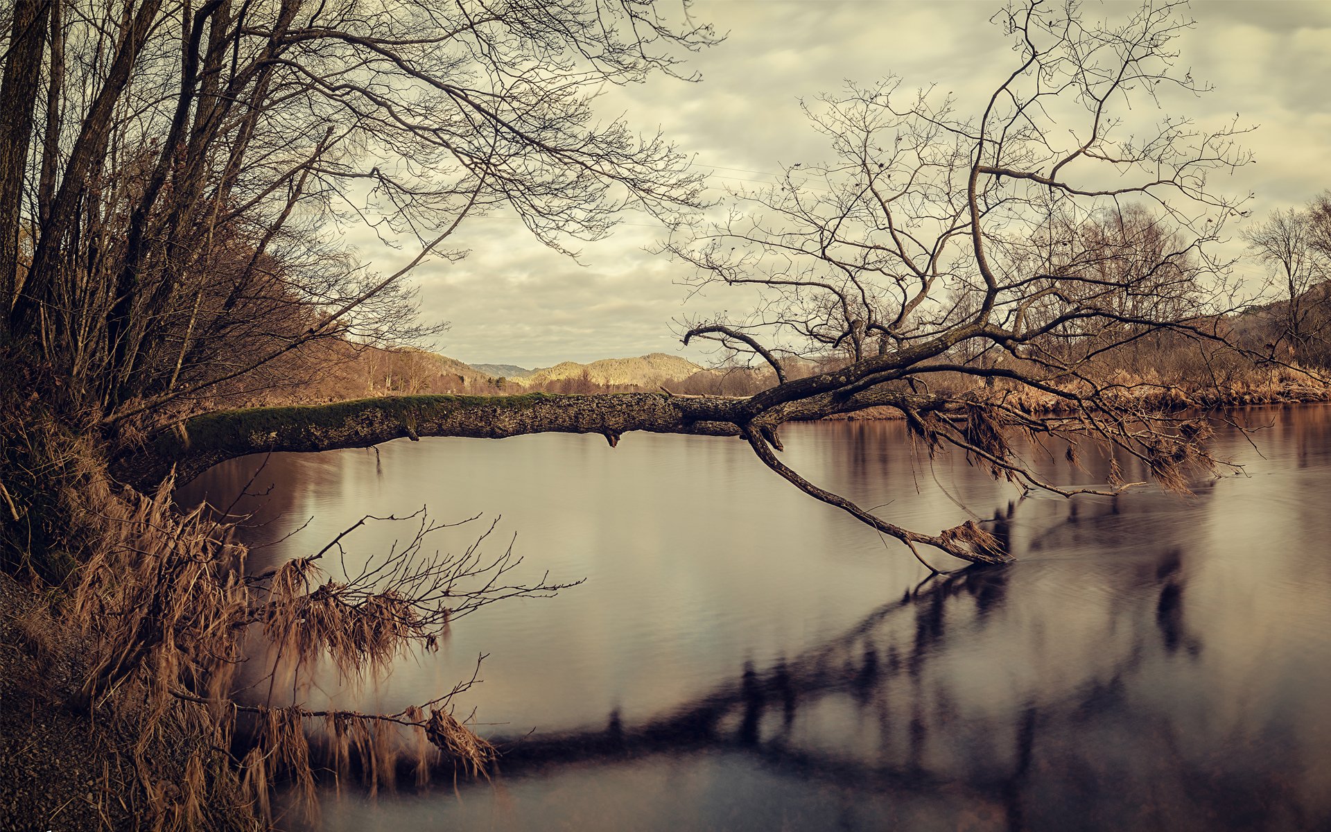 lago árbol otoño reflexión musgo