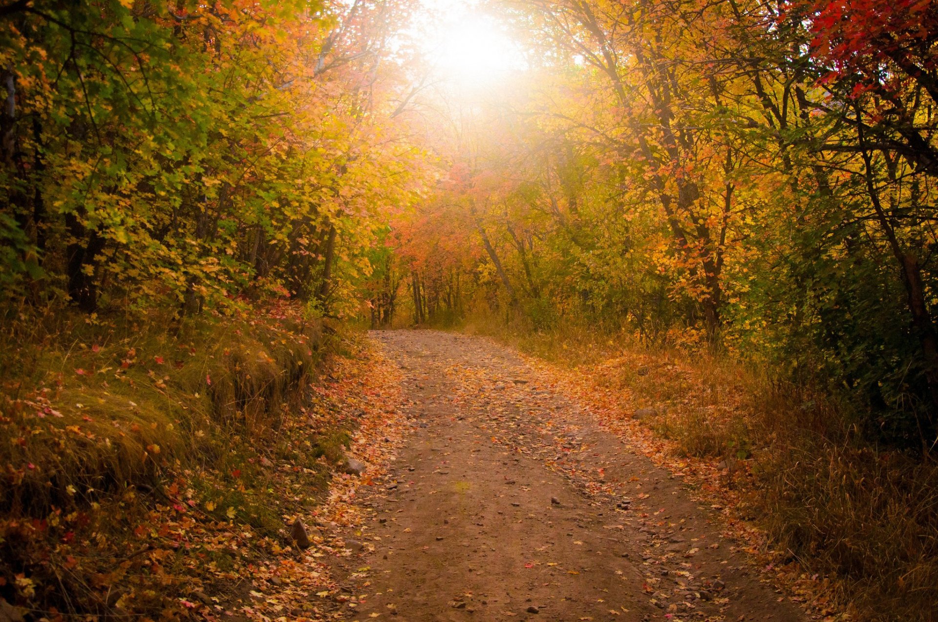 bosque árboles camino hojas otoño follaje