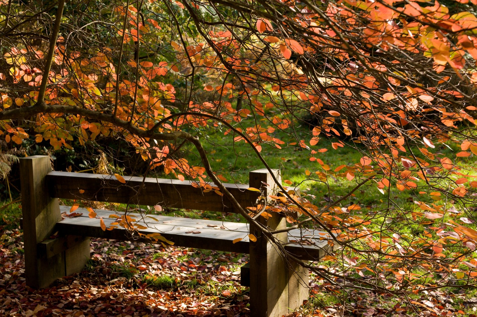 nature landscape autumn leaves bench tree tree