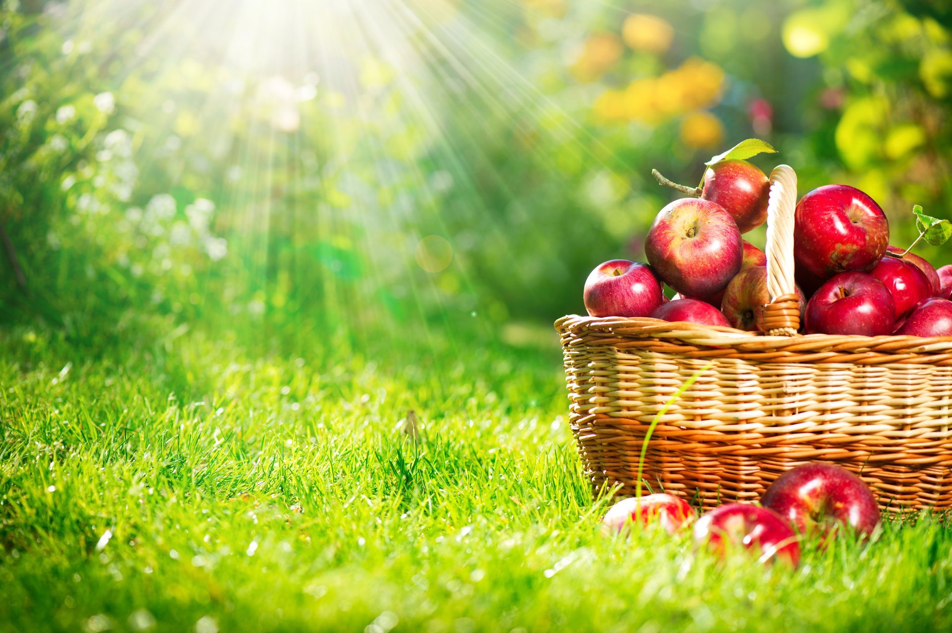 pommes panier fruits rouge herbe lumière rayons nature automne