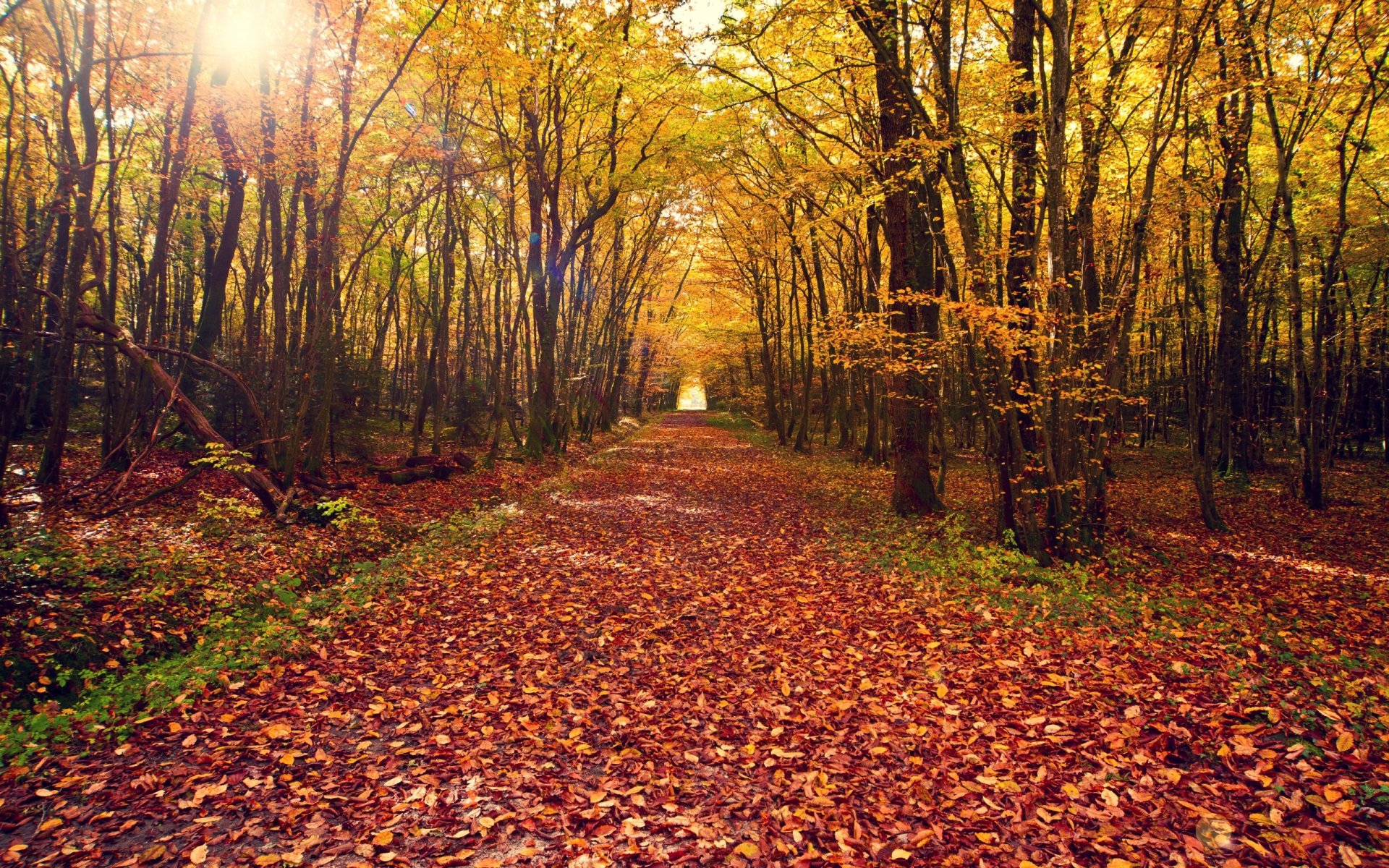 naturaleza paisaje otoño hojas árbol árboles bosque carretera