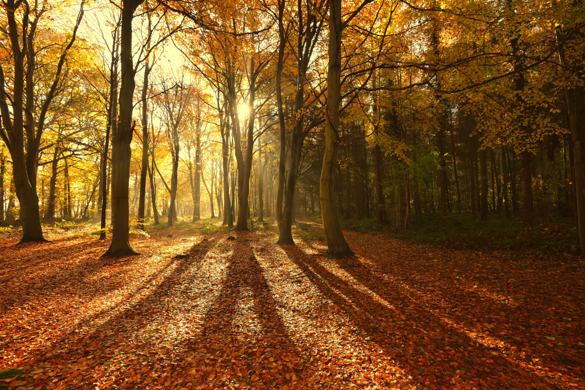 naturaleza otoño bosque árboles sol rayos luz sombras follaje