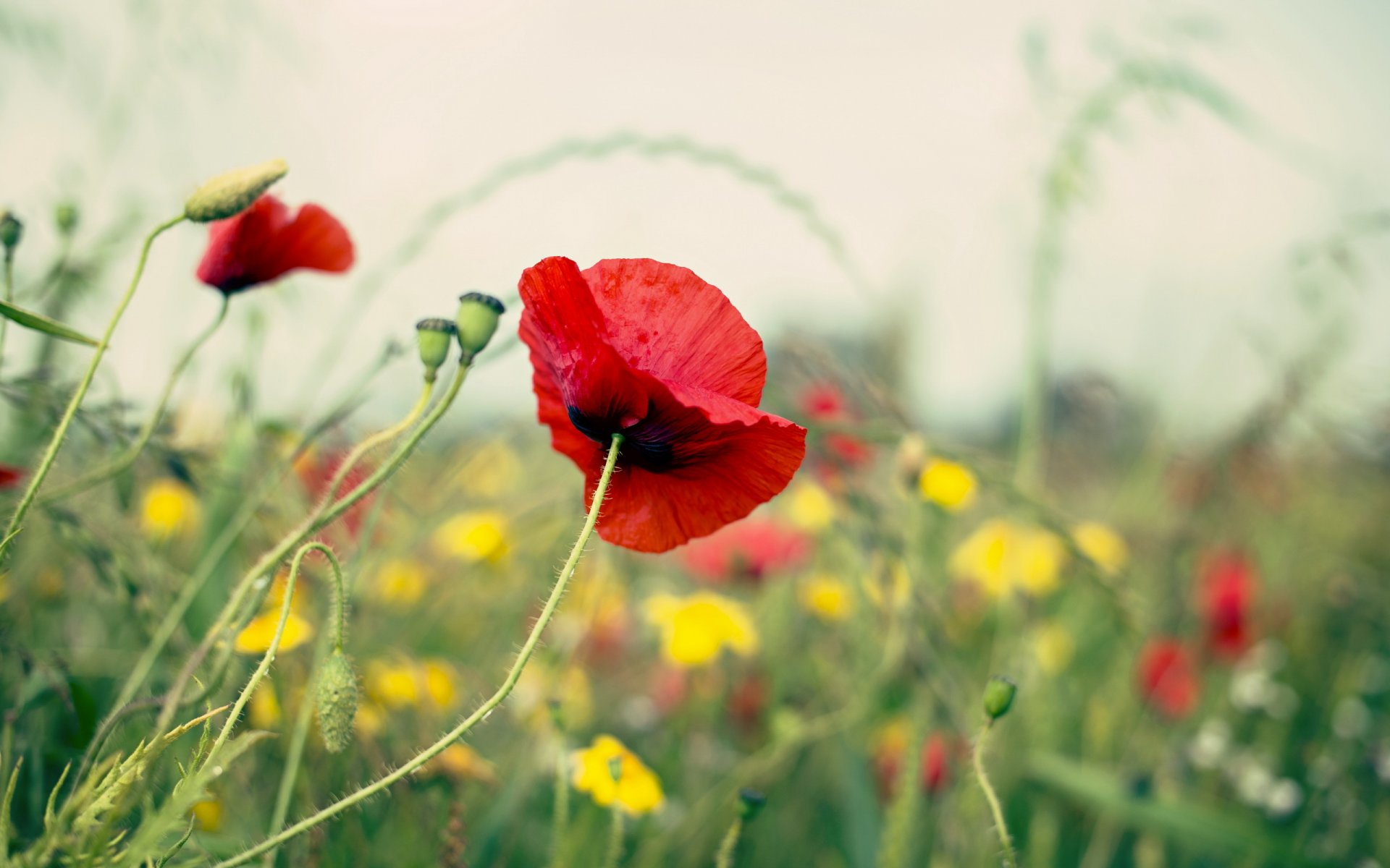 feld sommer mohn natur