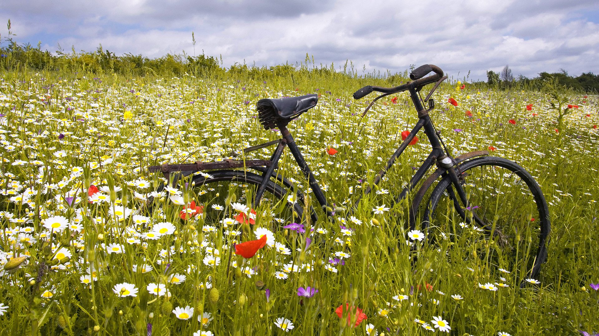 gras rostig fahrrad feld ebene blumen gänseblümchen mohnblumen horizont himmel wolken