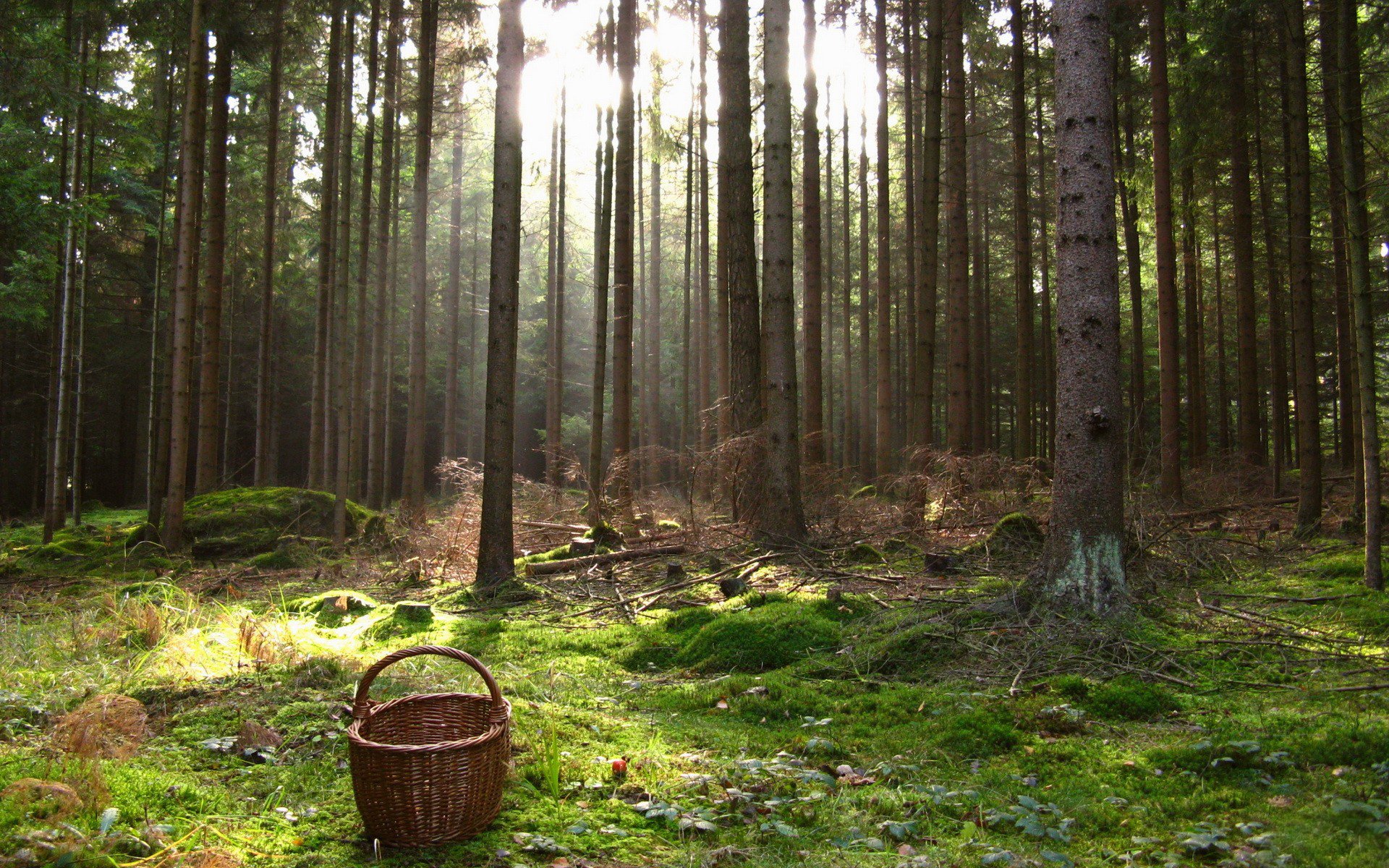 forest tree trunks shopping basket hemp moss light ray