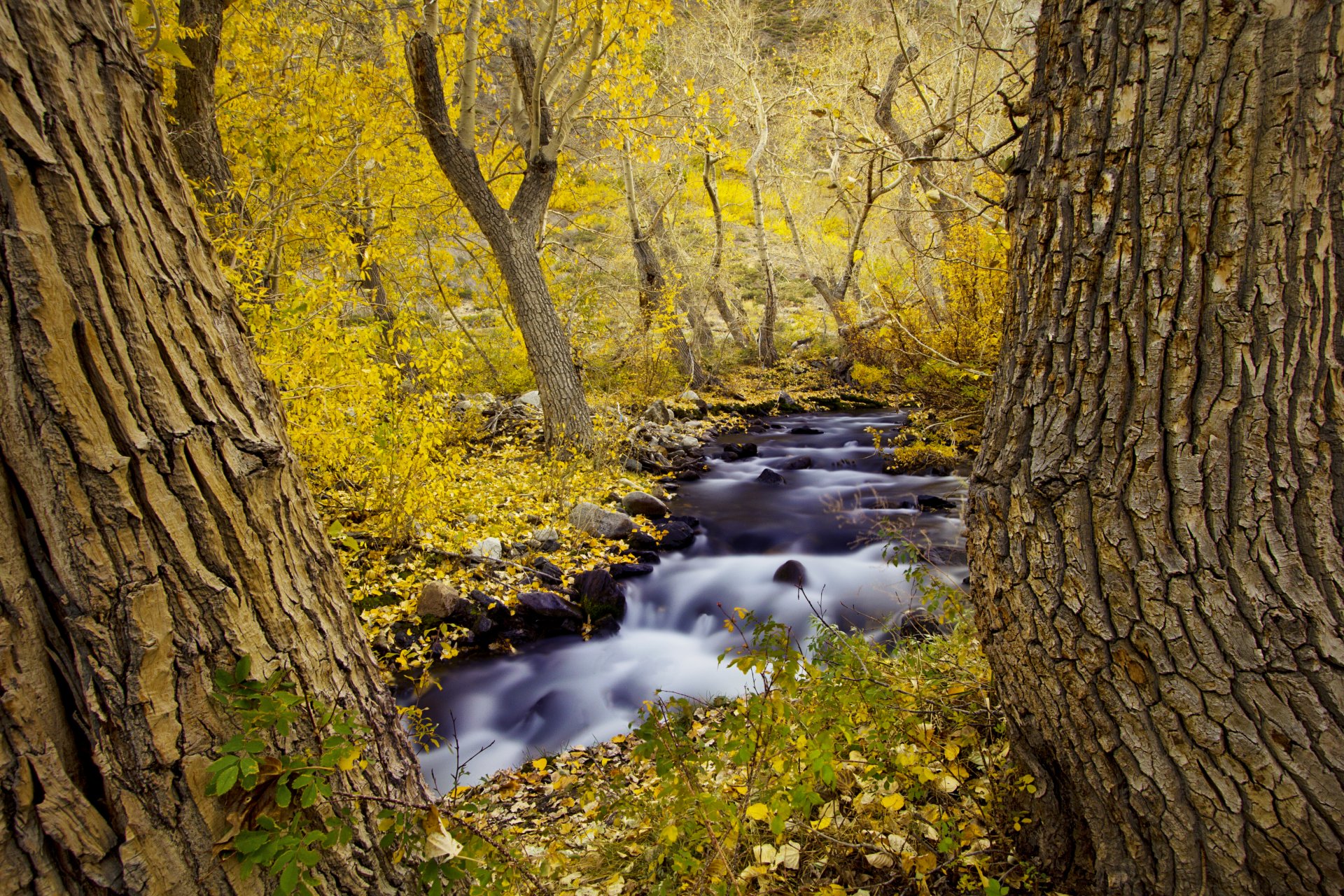 nature tree autumn river forest