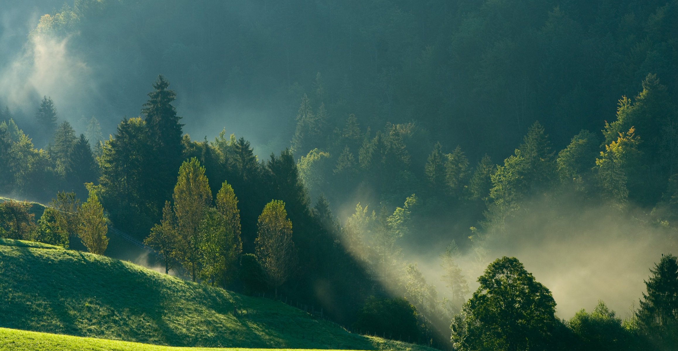 mañana niebla montañas bosque naturaleza