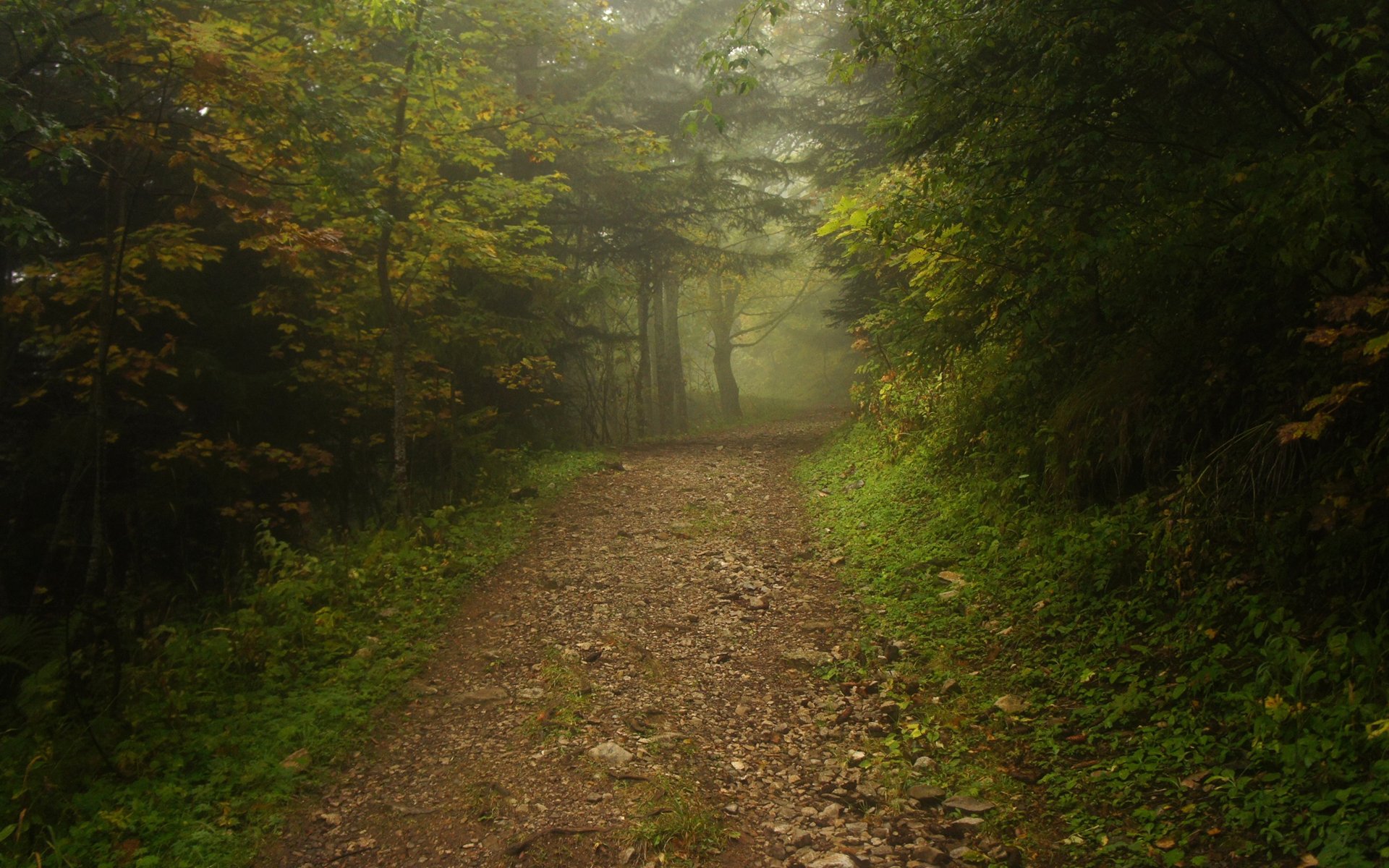 forêt brouillard passerelle route chemin