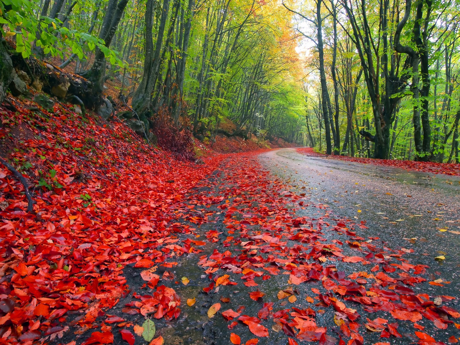 natur landschaft himmel straße bäume wald blätter herbst