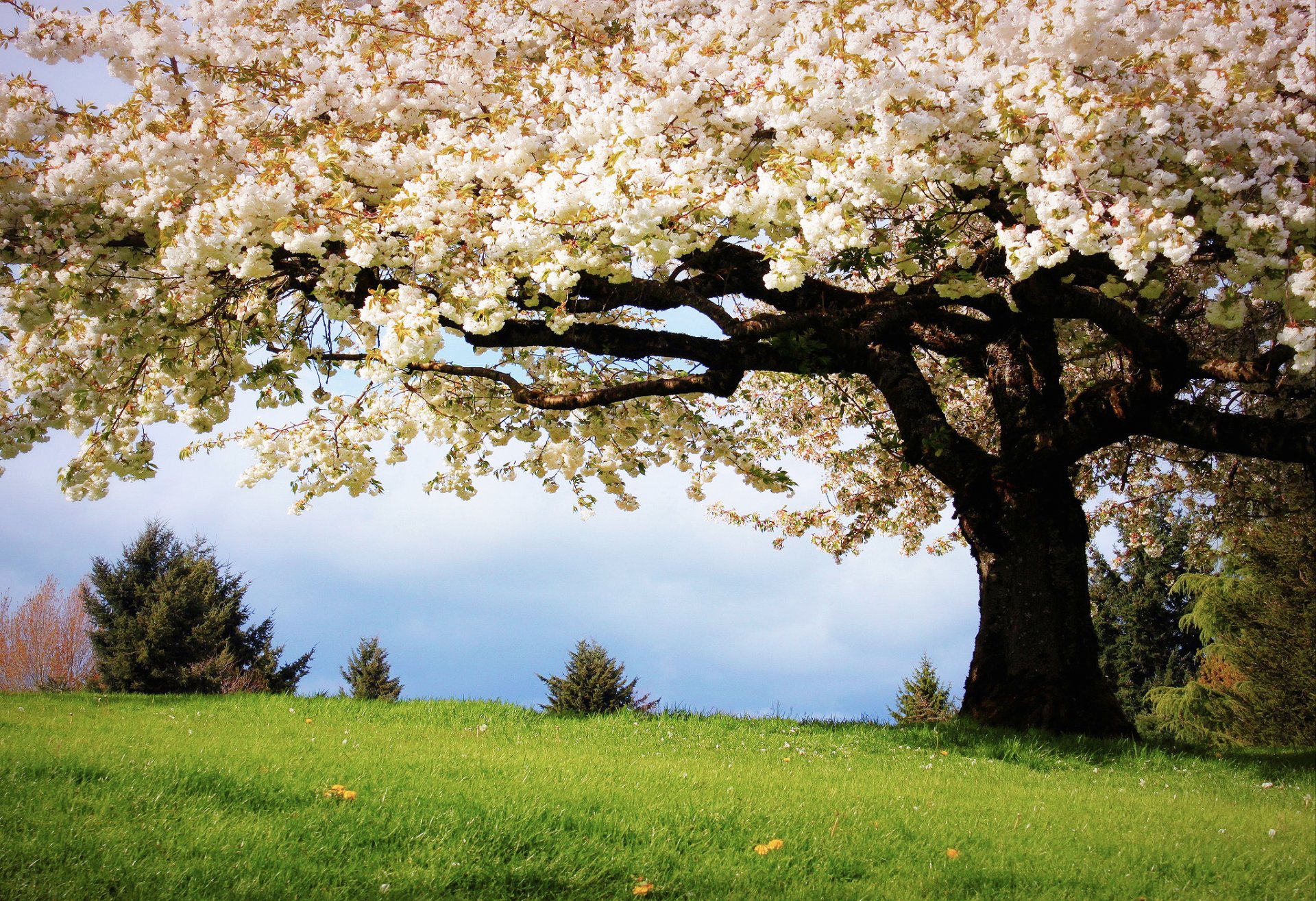 naturaleza primavera árbol cereza color hierba