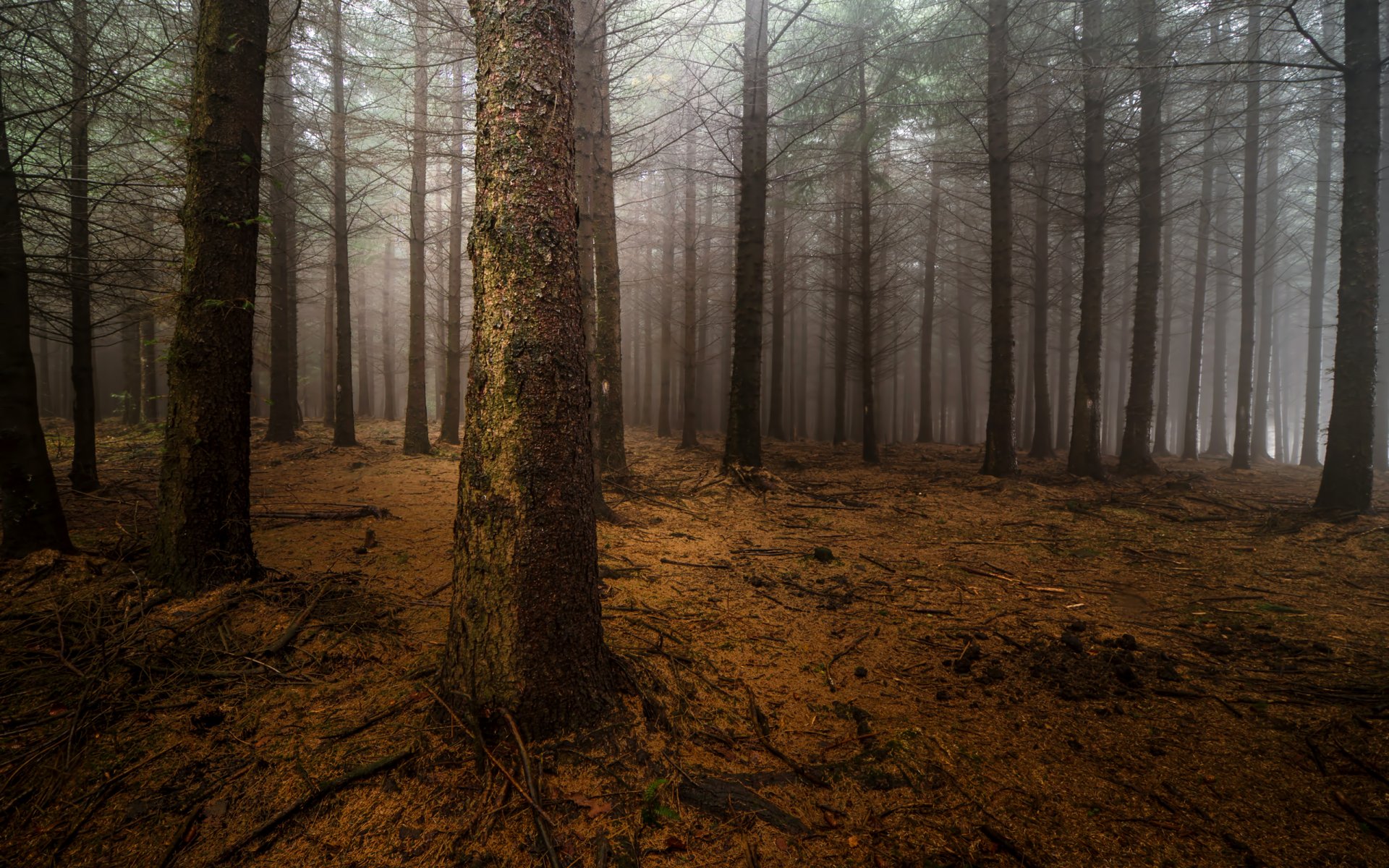 forêt brouillard pins troncs nuit