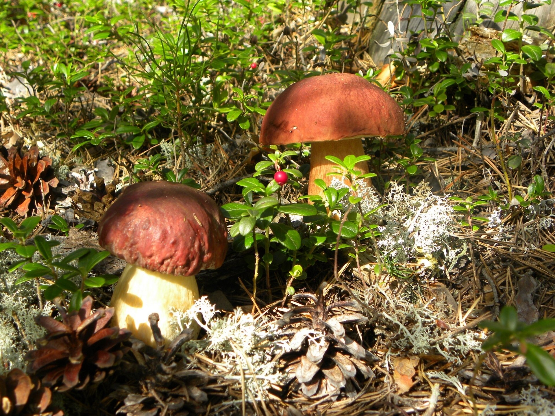 champignons borovik champignon blanc cônes airelles