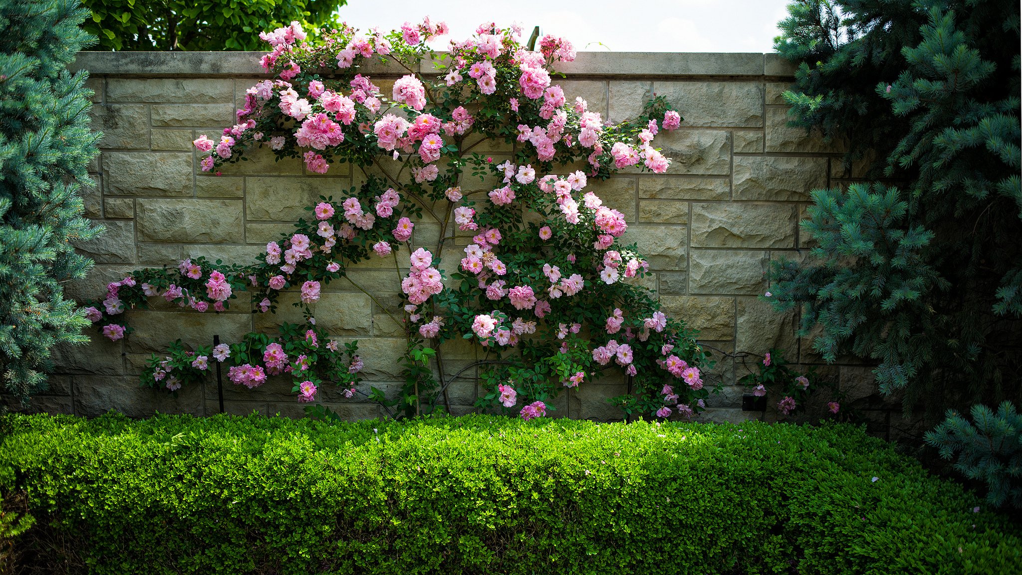 blumen rosen sträucher wand