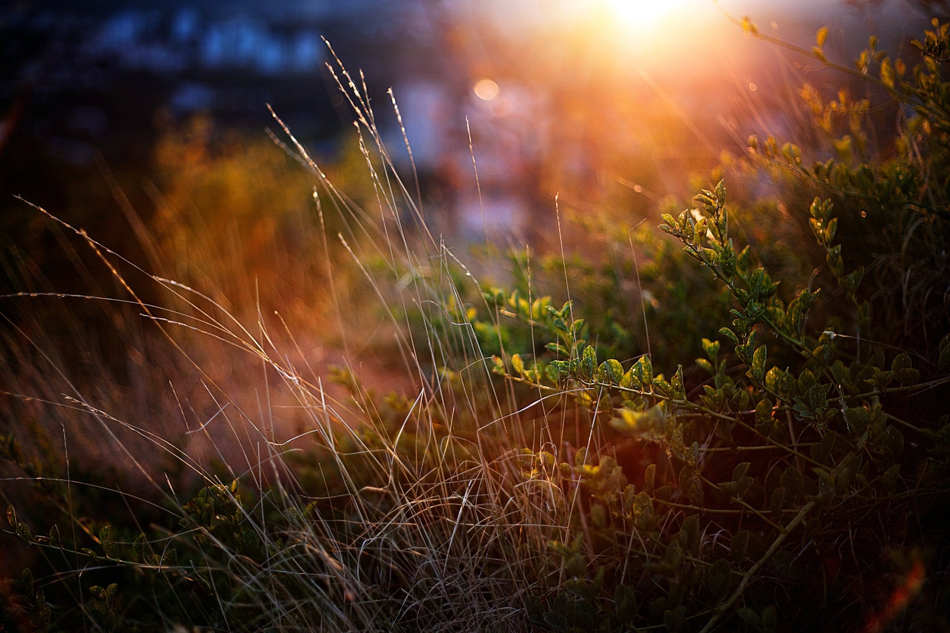 grass bush green close up sunset