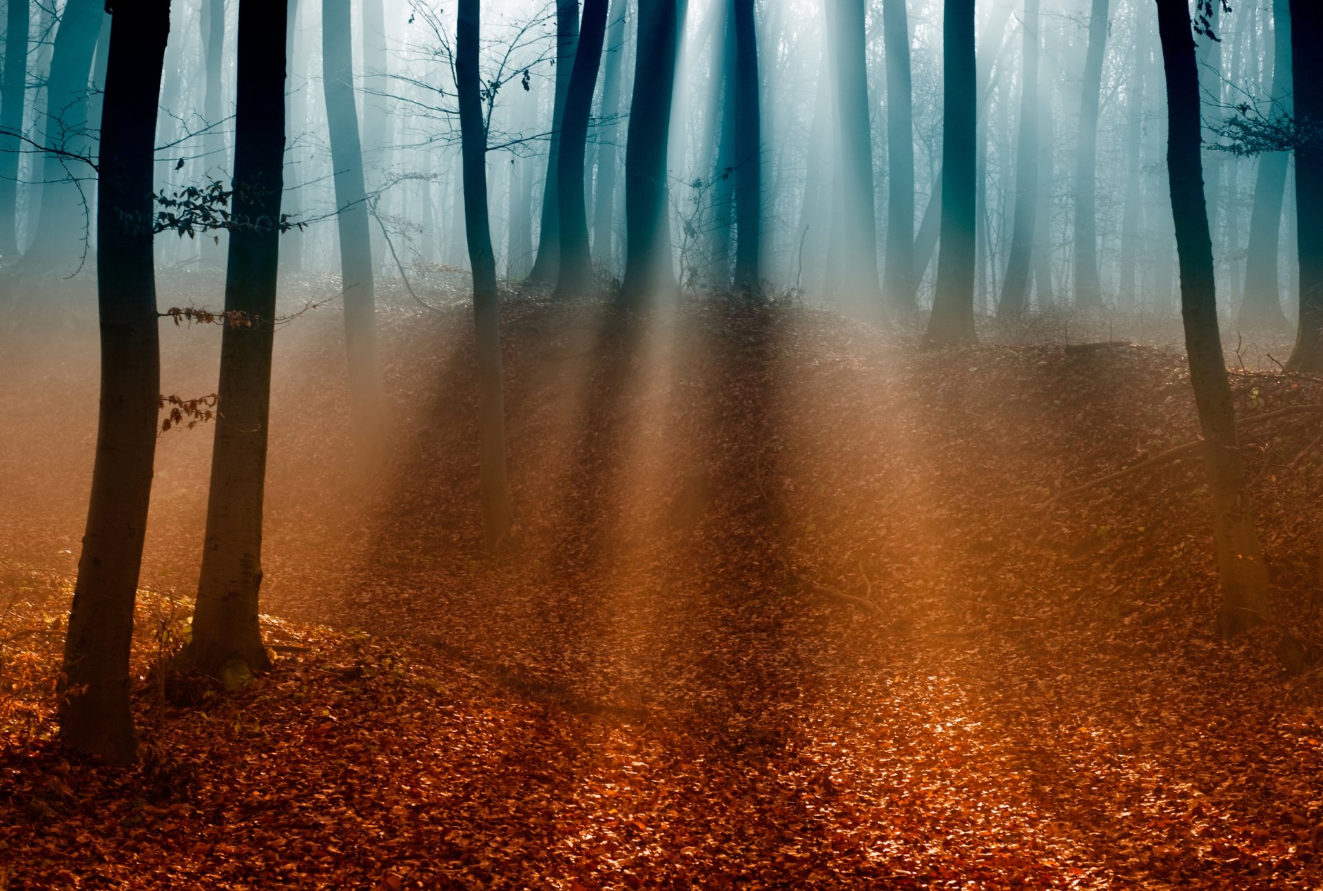 forest tree branches leaves autumn fog light