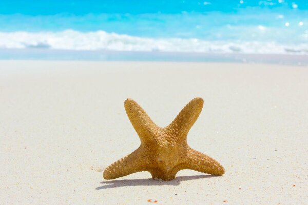 A starfish with a ray embedded in the sand