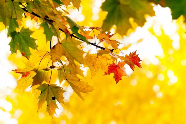 Feuilles d érable jaune dans le parc d automne