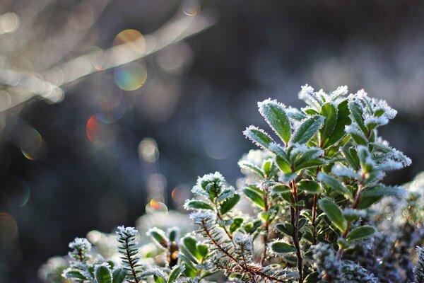 Plants under frost crystals. Cold