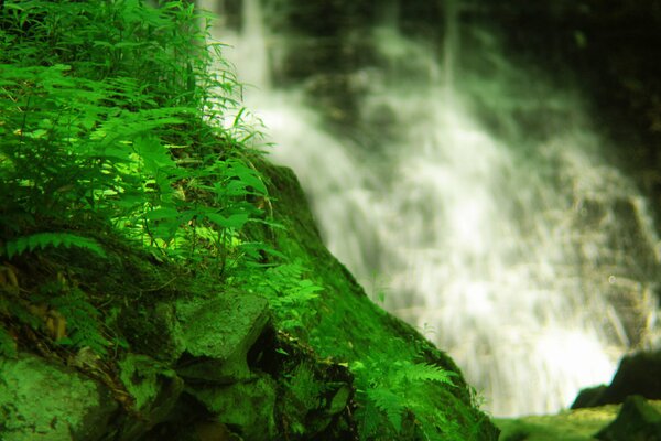 Rocce coperte di muschio e una cascata