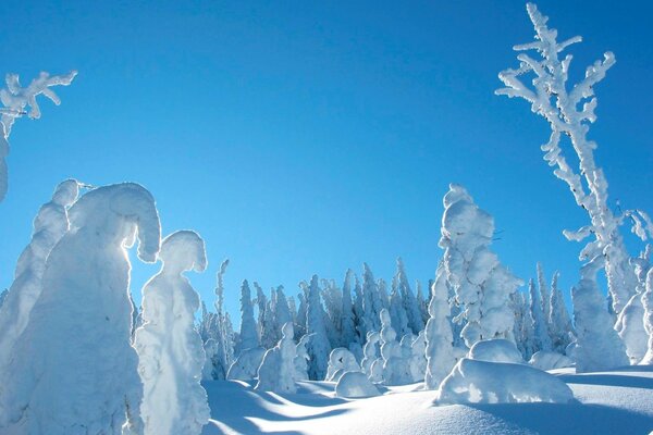 Faretra, alberi nella neve