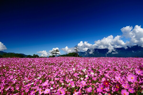 Un campo di kosmei rosa su uno sfondo di montagne e nuvole