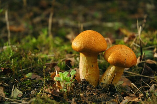 Pinturas de la naturaleza: seta blanca y Amanita