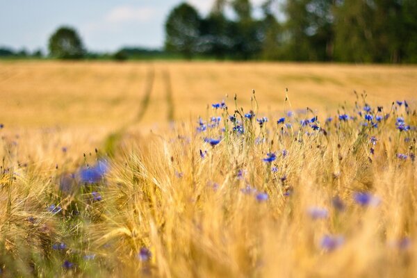 Blühende Kornblumen inmitten von Weizenähren