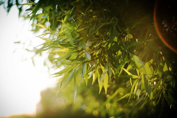 Rayons du soleil dans le feuillage d un arbre