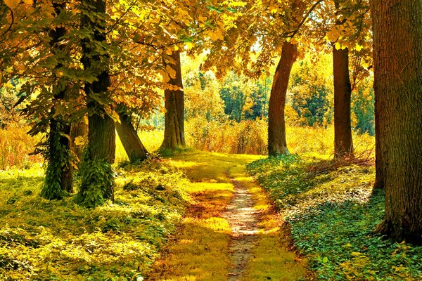 Autumn forest path