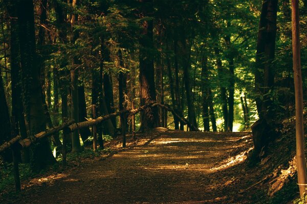 Día de verano en el bosque