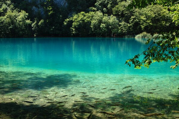 Alberi rigogliosi nel riflesso dell acqua limpida