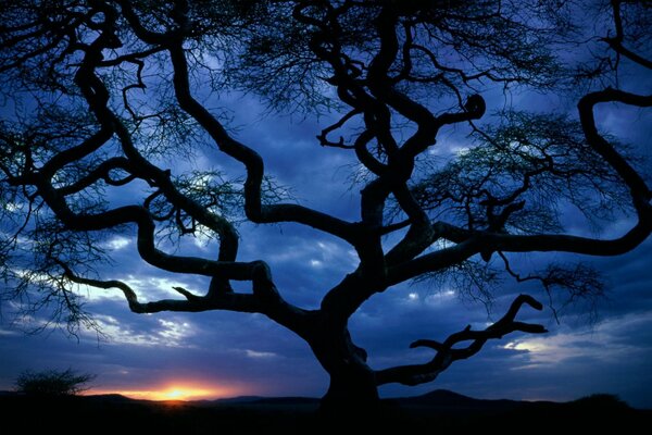 Hermosa silueta de árbol al atardecer