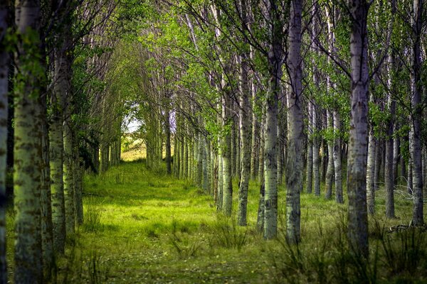 La beauté du pays Natal en été